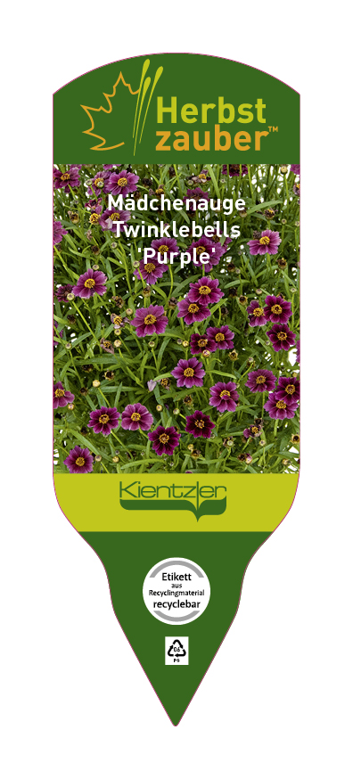 Coreopsis rosea Twinklebells Purple