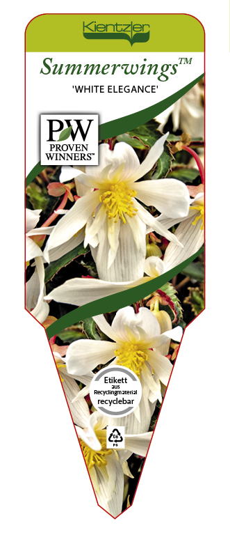 Begonia SUMMERWINGS™ 'White Elegance'