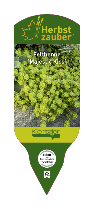Sedum-Hybride Majestic Kiss