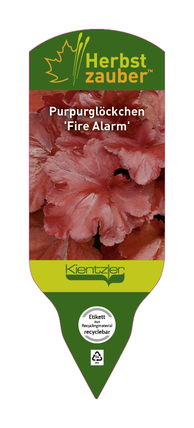 Heuchera Hybride Fire Alarm