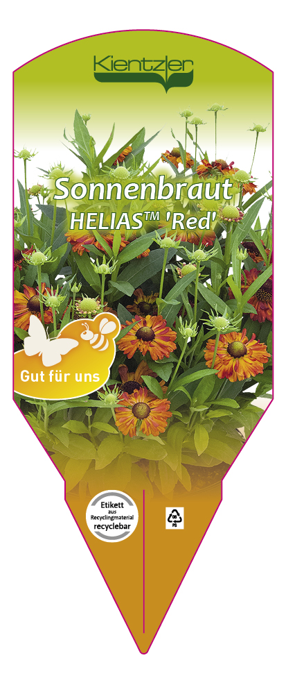 Helenium, HELIAS Red - Sonnenbraut