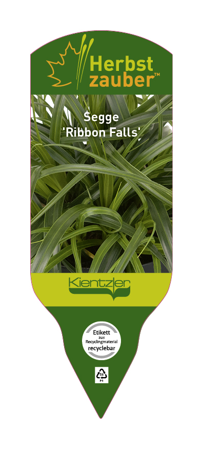 Carex Ribbon Falls