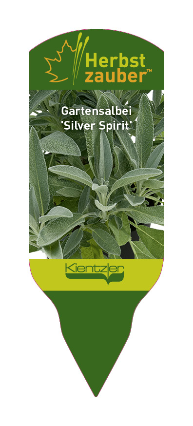 Salvia officinalis Silver Spirit