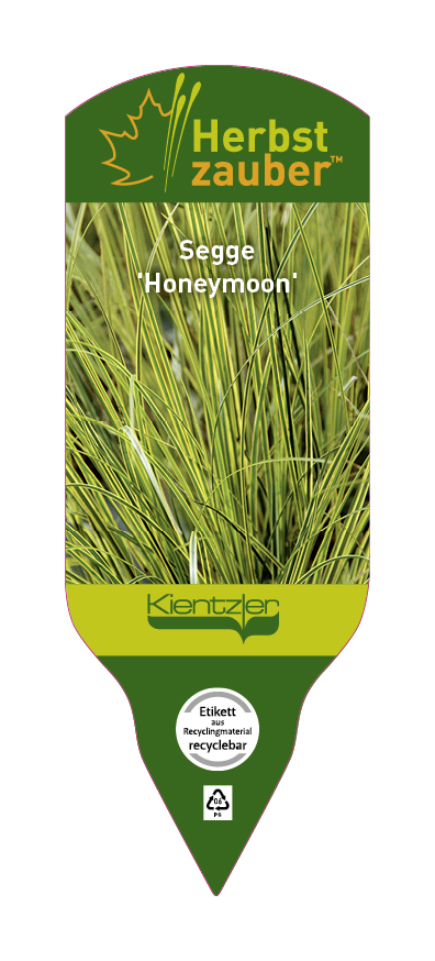 Carex brunnea Honeymoon
