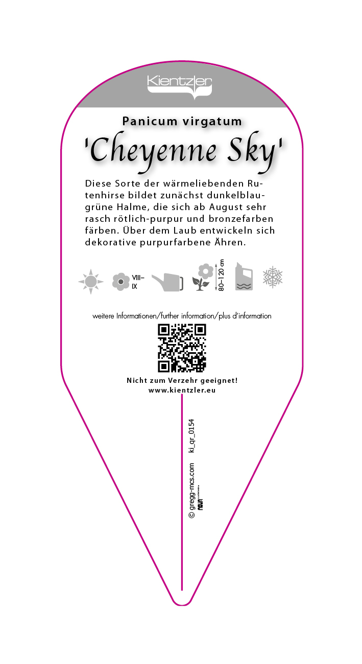 Panicum virgatum Cheyenne Sky