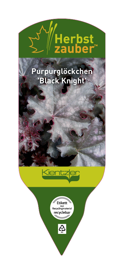 Heuchera Hybride Black Knight
