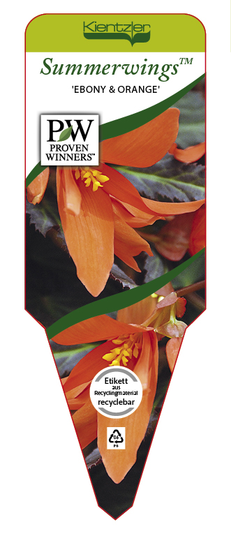 Begonia SUMMERWINGS™ 'Ebony Orange'