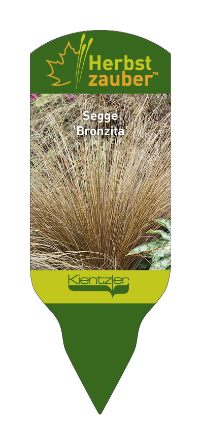 Carex flagellata Bronzita
