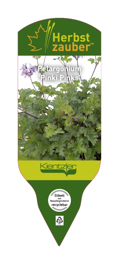 Pelargonium Pinki Pinks