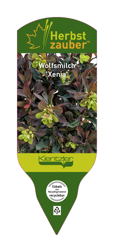Euphorbia Xenia