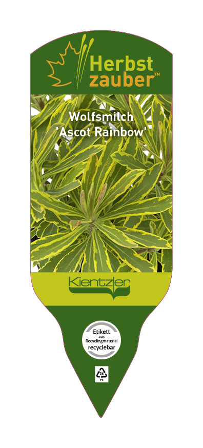 Euphorbia Hybride Ascot Rainbow