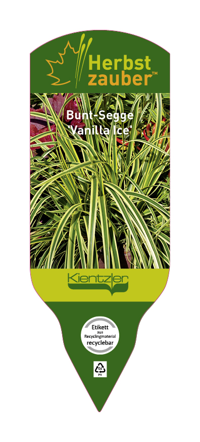 Carex morrowii x foliosossoma Vanilla Ice