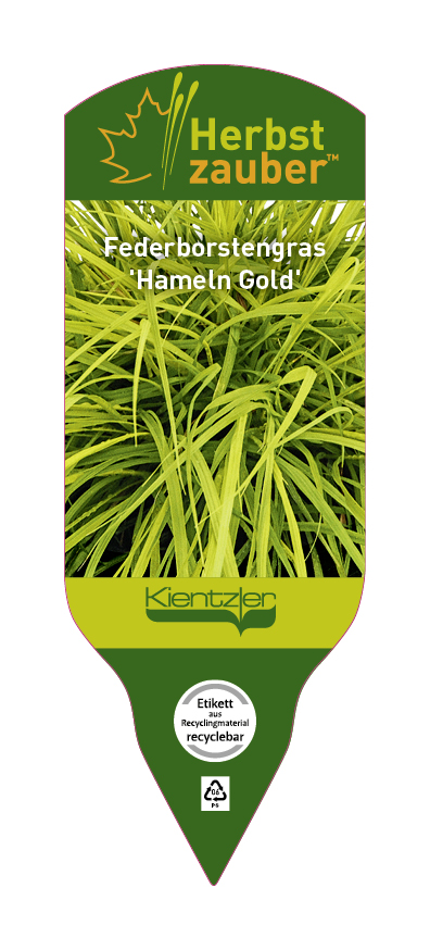 Pennisetum alopecuroides Hameln Gold