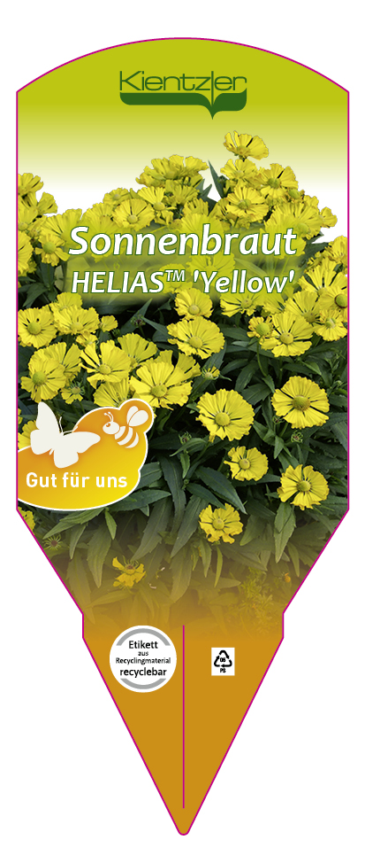 Helenium helias 'Yellow'
