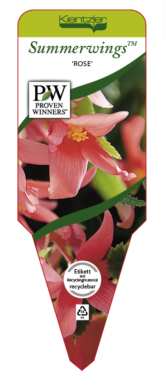 Begonia SUMMERWINGS™ 'Rose'
