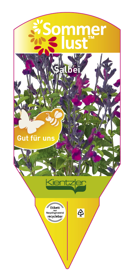Salvia x jamensis Ignition 'Purple'
