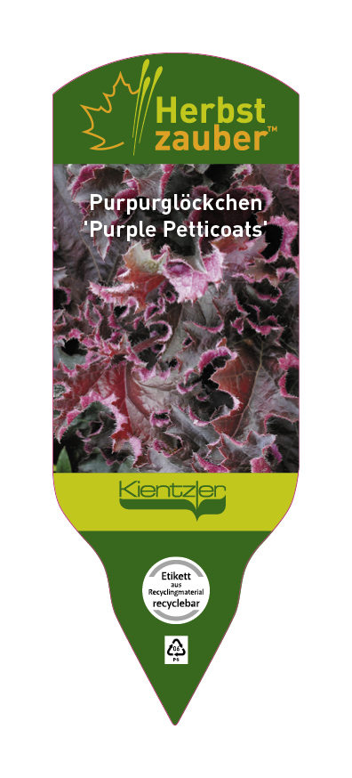 Heuchera Hybride Purple Petticoats