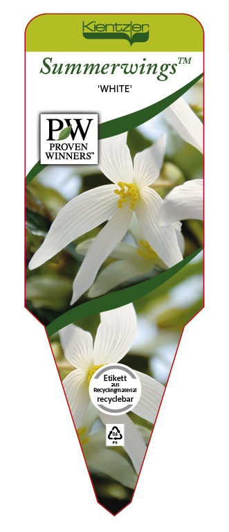 Begonia SUMMERWINGS™ 'White'