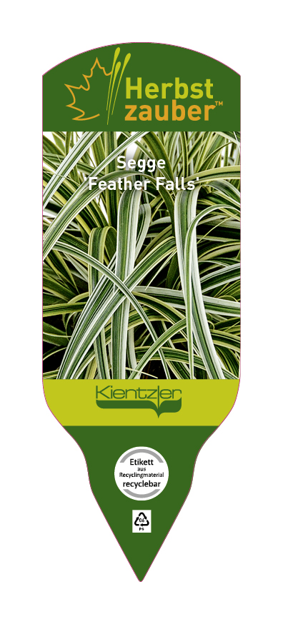 Carex Feather Falls
