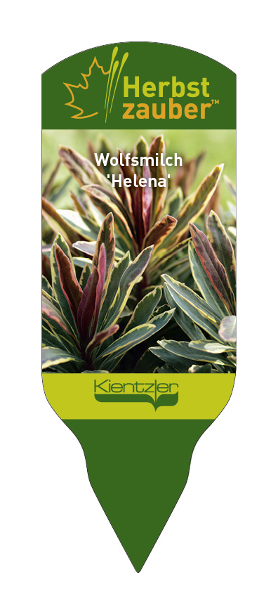 Euphorbia Hybride Helena