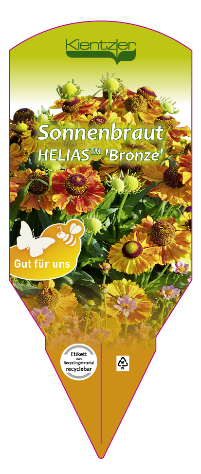 Helenium helias 'Bronze'