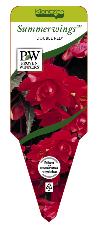 Begonia SUMMERWINGS™ 'Double Red'