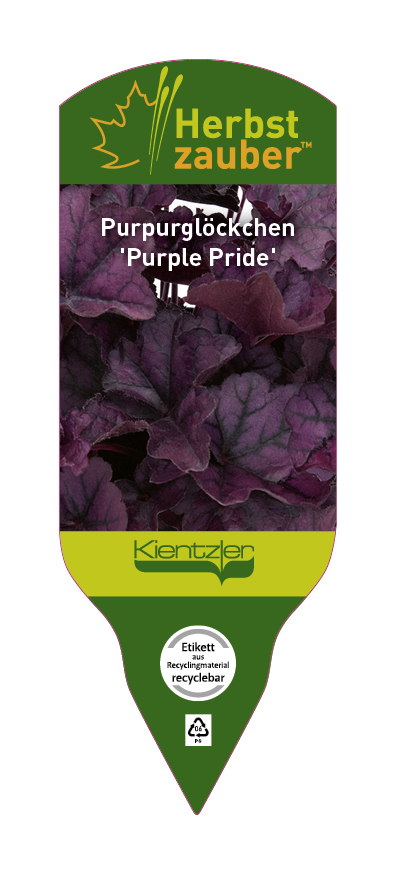 Heuchera Purple Pride