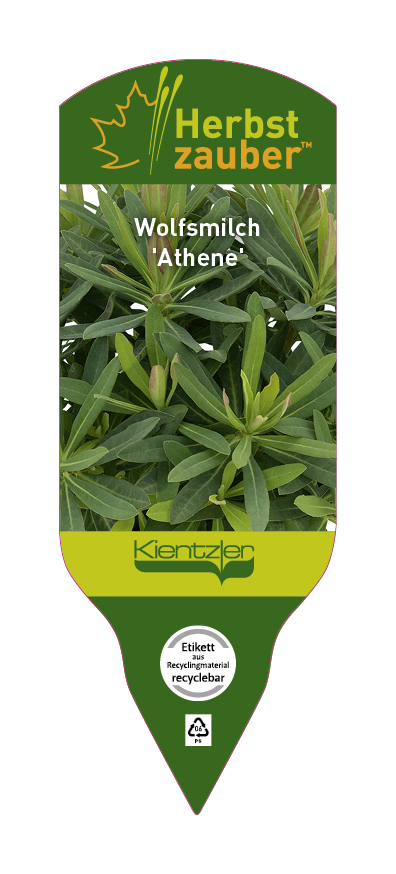 Euphorbia Hybride Athene