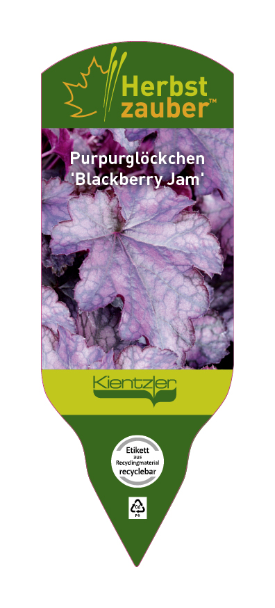 Heuchera Hybride Blackberry Jam