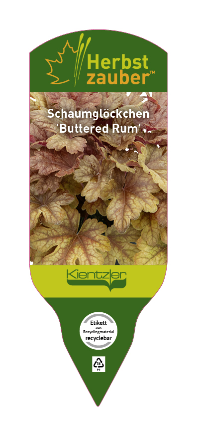 Heucherella Buttered Rum