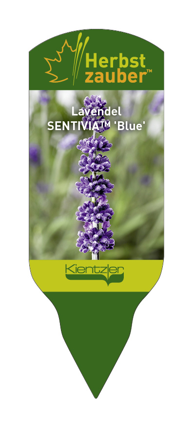 Lavandula angustifolia SENTIVIA Blue