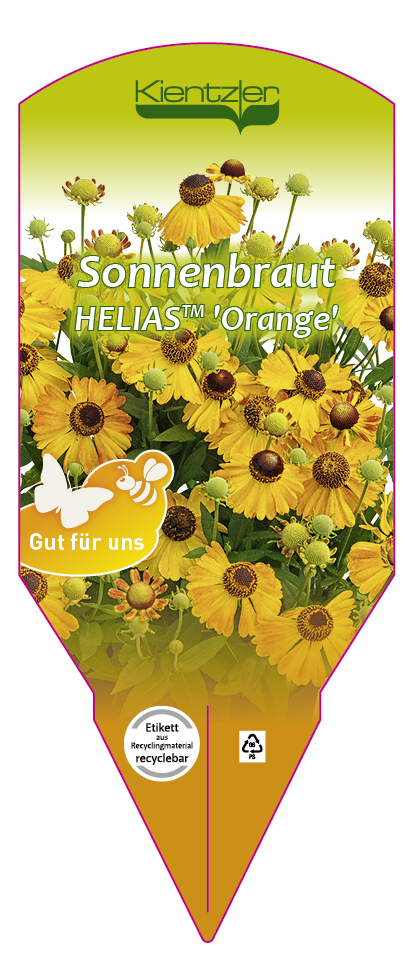 Helenium helias 'Orange'