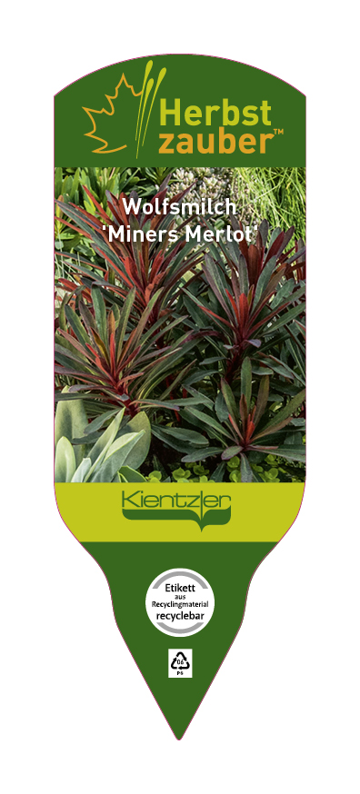 Euphorbia-Hybride Miners Merlot