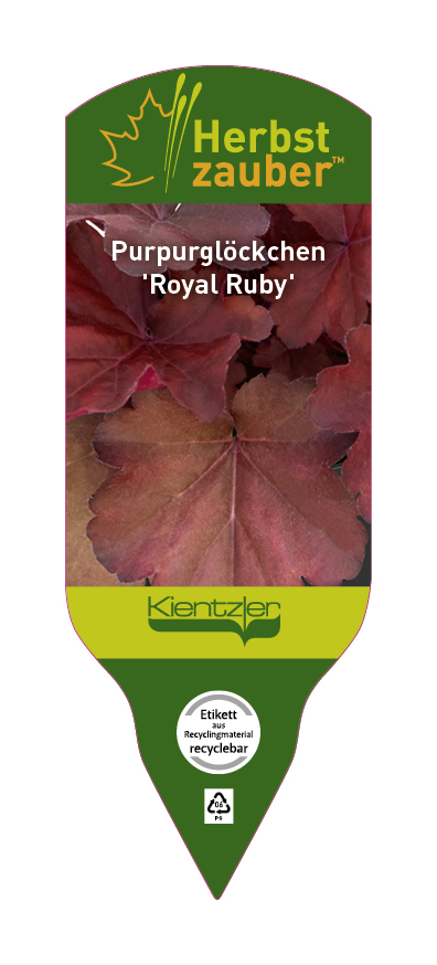 Heuchera Hybride Royal Ruby