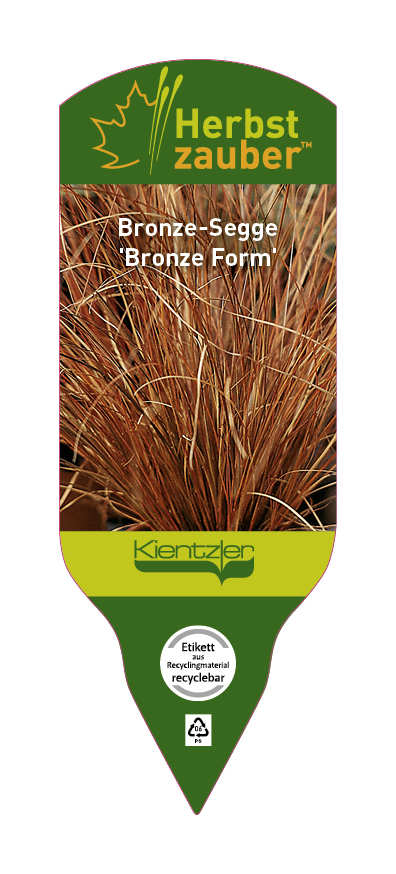 Carex petriei Bronze Form