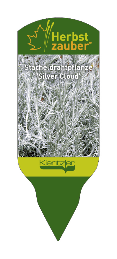 Leucophyta brownii Silver Cloud