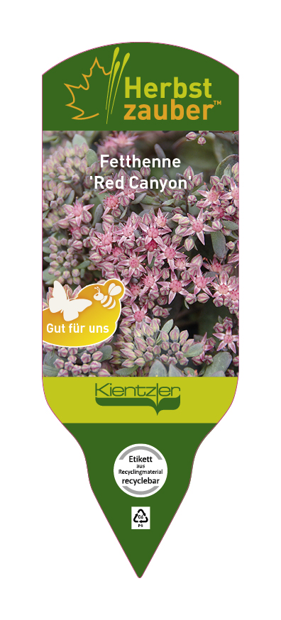 Sedum Hybride Red Canyon