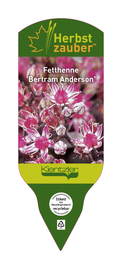 Sedum Hybride Bertram Anderson