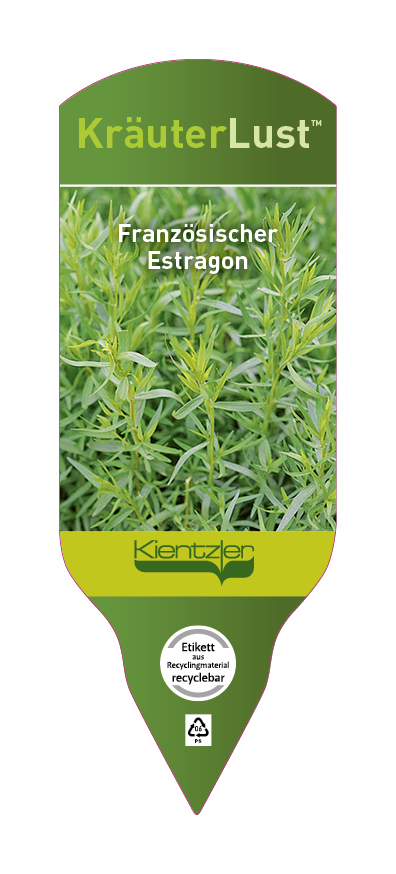 Artemisia dranunculus Pfefferkorn