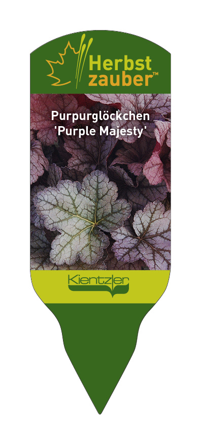 Heuchera Hybride Purple Majesty