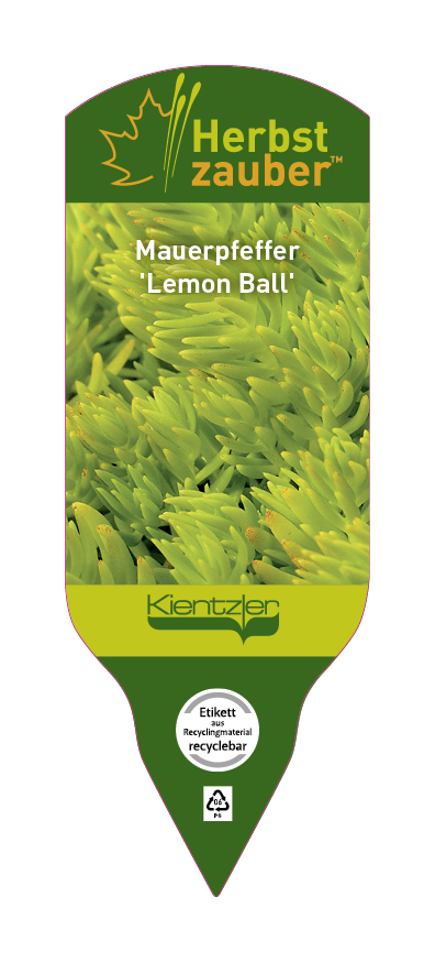 Sedum Hybride Lemon Ball
