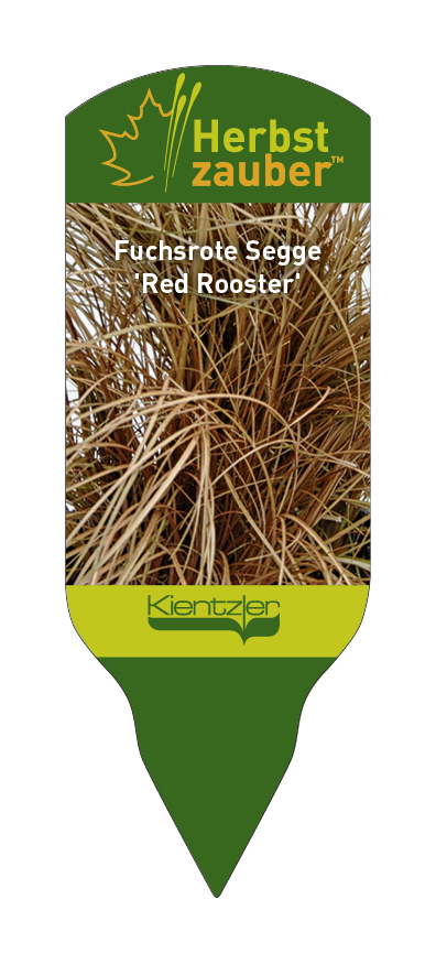Carex buchananii Red Rooster