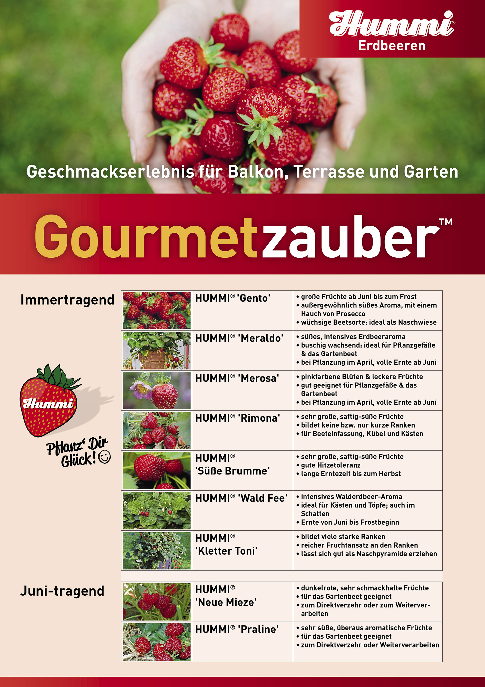 Poster Hummi Erdbeeren