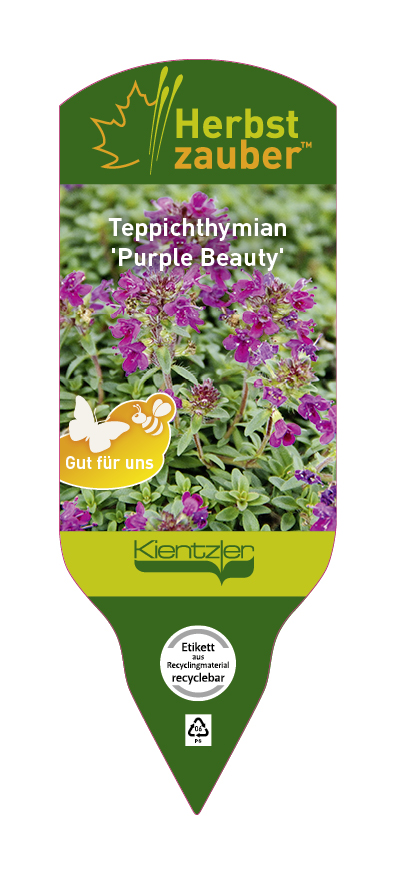 Thymus serpyllum Purple Beauty