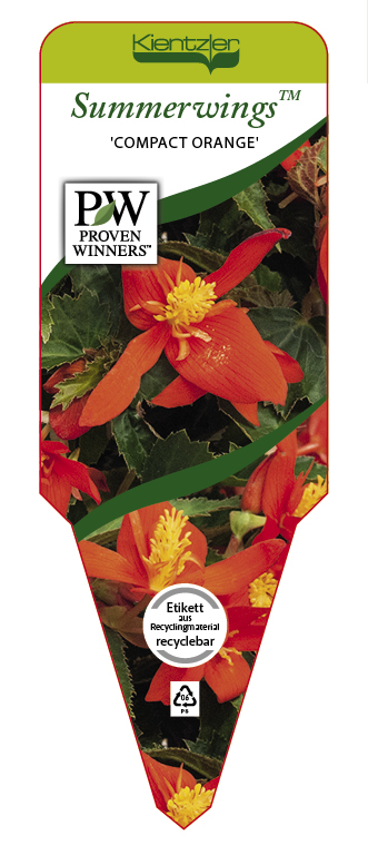 Begonia SUMMERWINGS™ 'Compact Orange'
