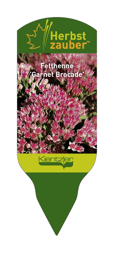 Sedum Hybride Garnet Brocade