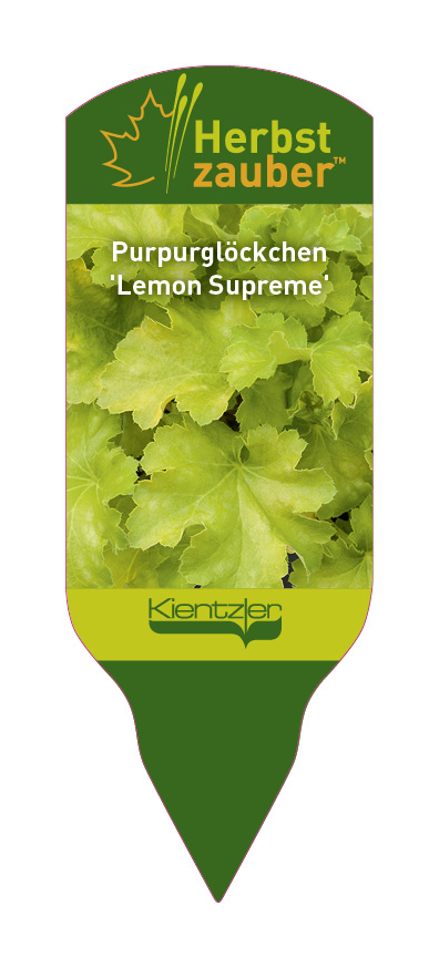 Heuchera Lemon Supreme