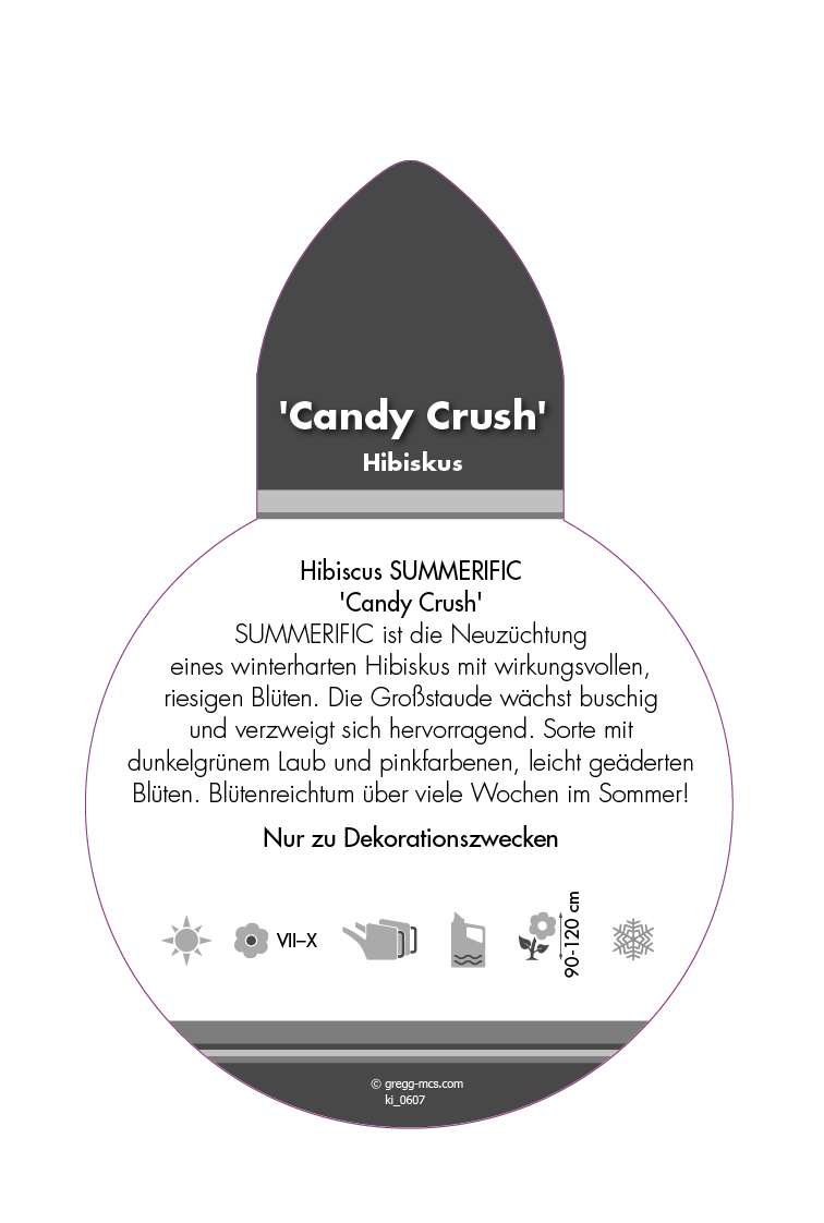 Hibiscus SUMMERIFIC® Candy Crush (Sortenetikett, Stecker)