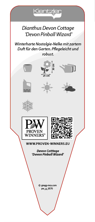 Dianthus Devon Cottage™ 'Devon Pinball Wizard'