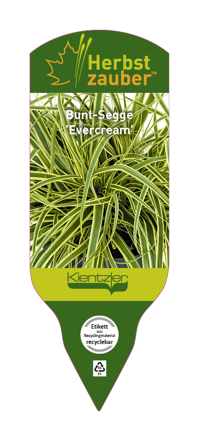 Carex oshimensis Everceam